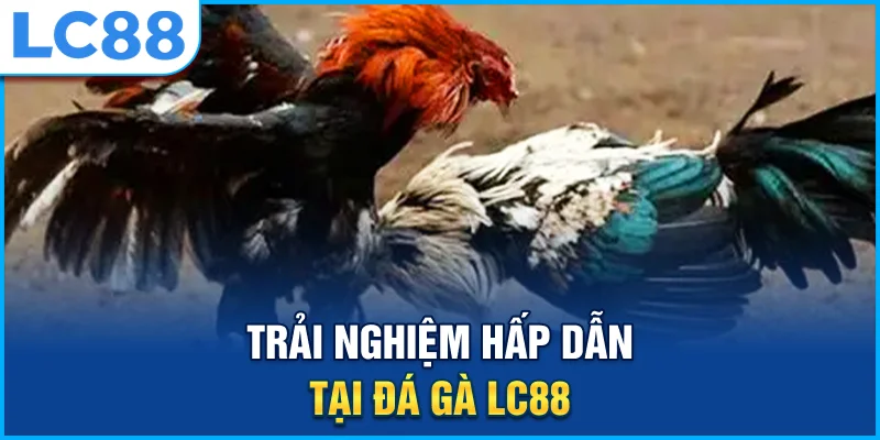 Trải nghiệm hấp dẫn tại đá gà lc88